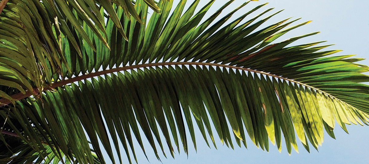 Enjoy A Tour of our Palm Collection