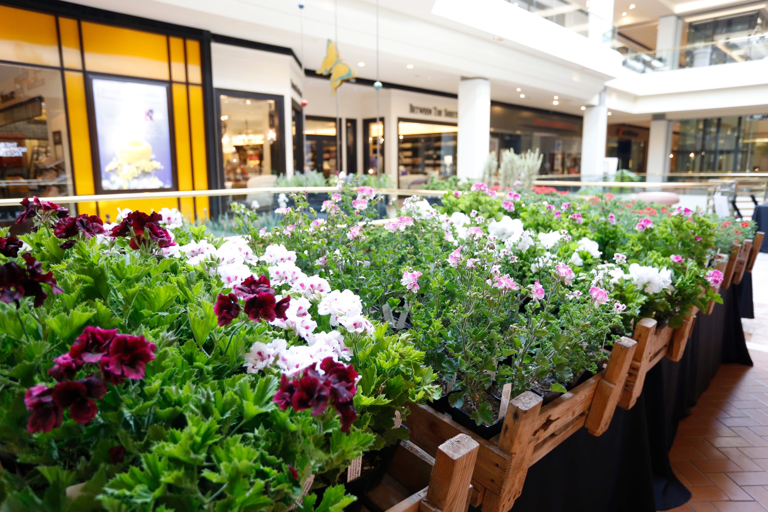 Costa Mesa's South Coast Plaza in full bloom during 'Springtime