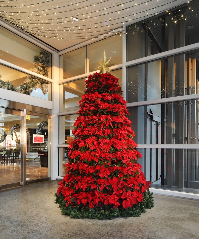 Visit Our Trio of Giant Christmas Trees South Coast Plaza