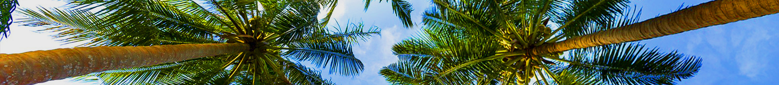 Palm Tour